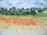 Landschaft mit Mohn und Olivenbäumen