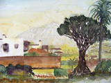 Drachenbaum in Icod