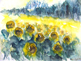 Sonnenblumenfeld